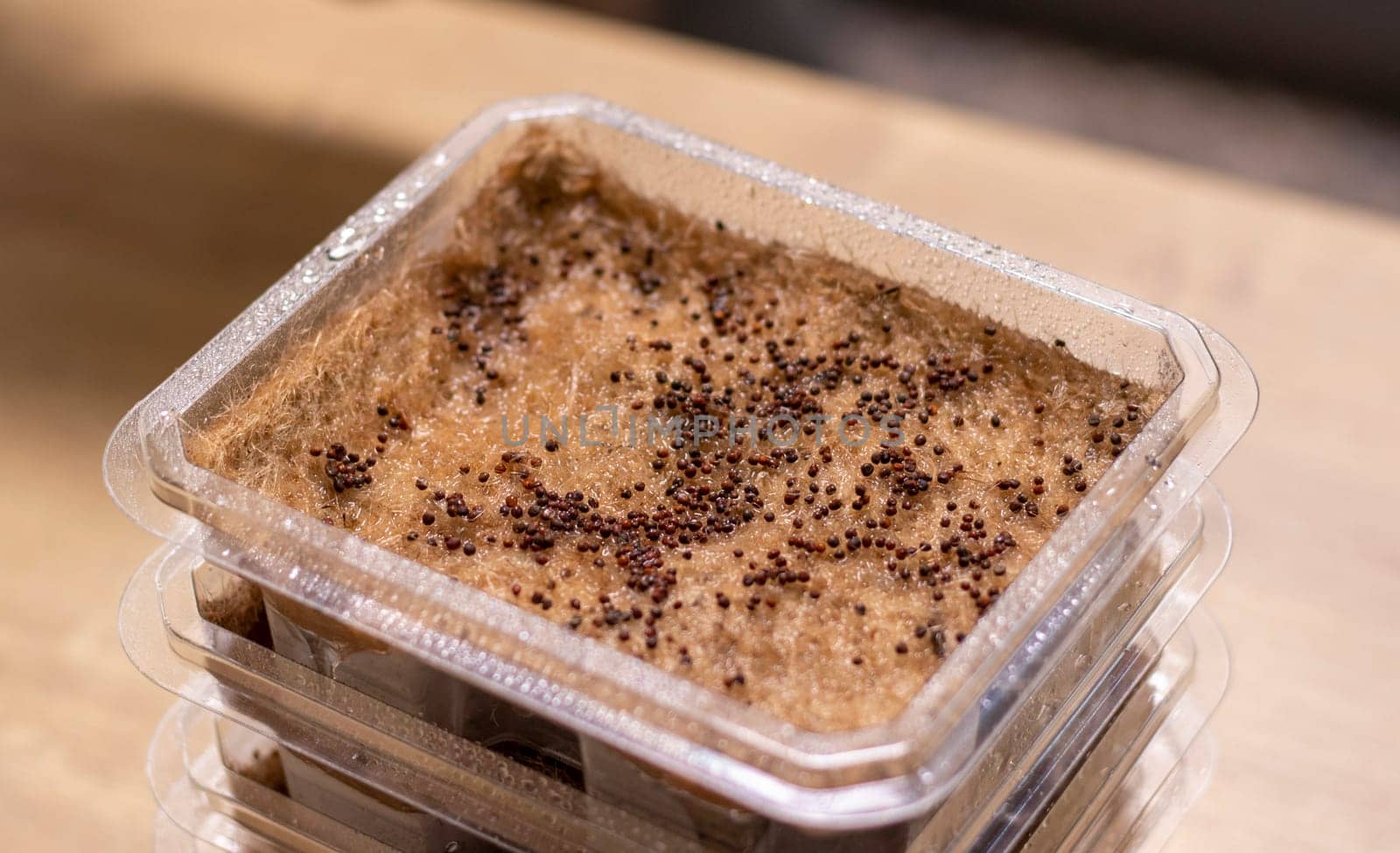 Stacked plastic containers with watered seeds of micro greens on jute mats