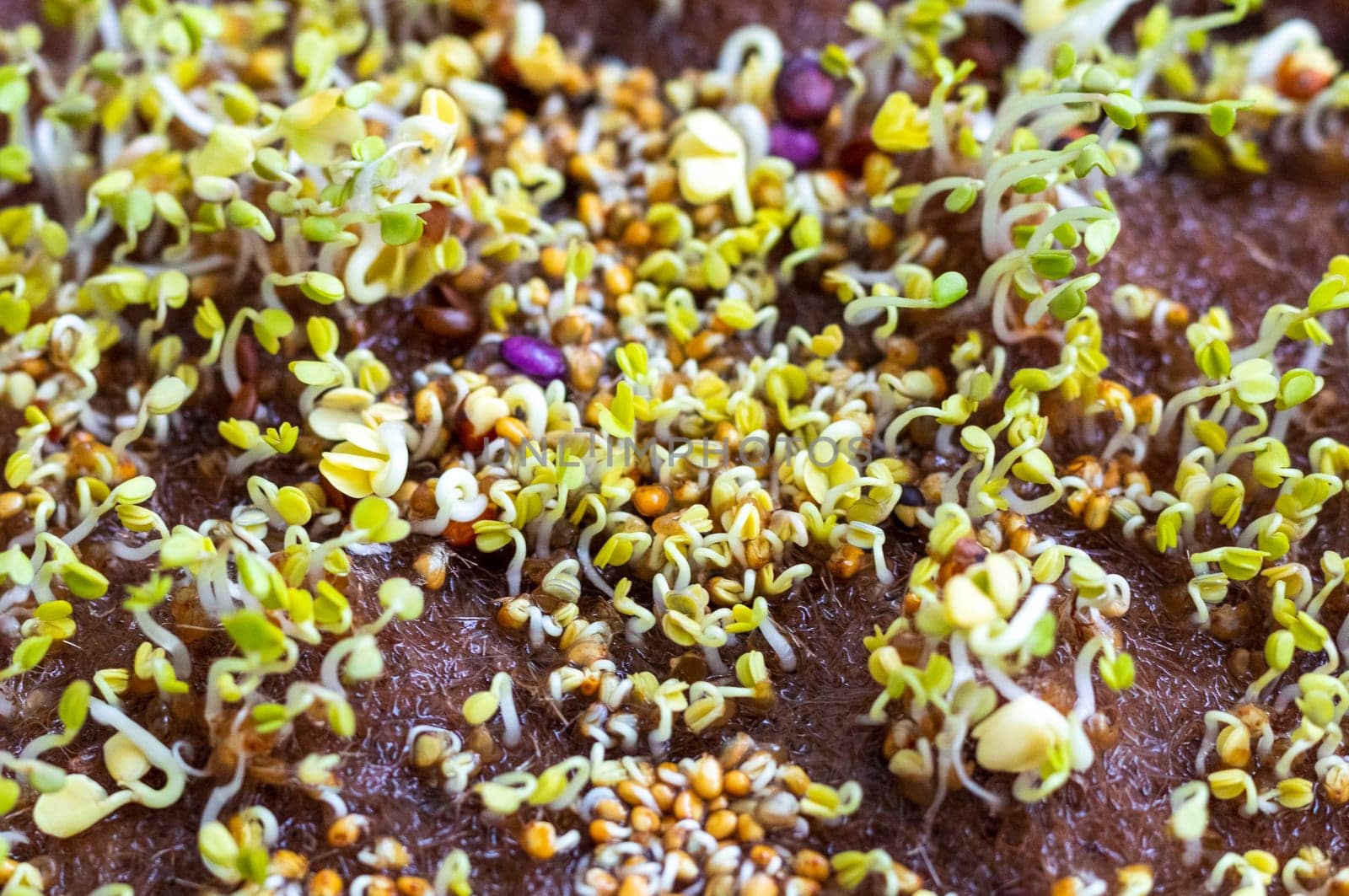 Freshly sprouted shoots of micro greens on the jute mat