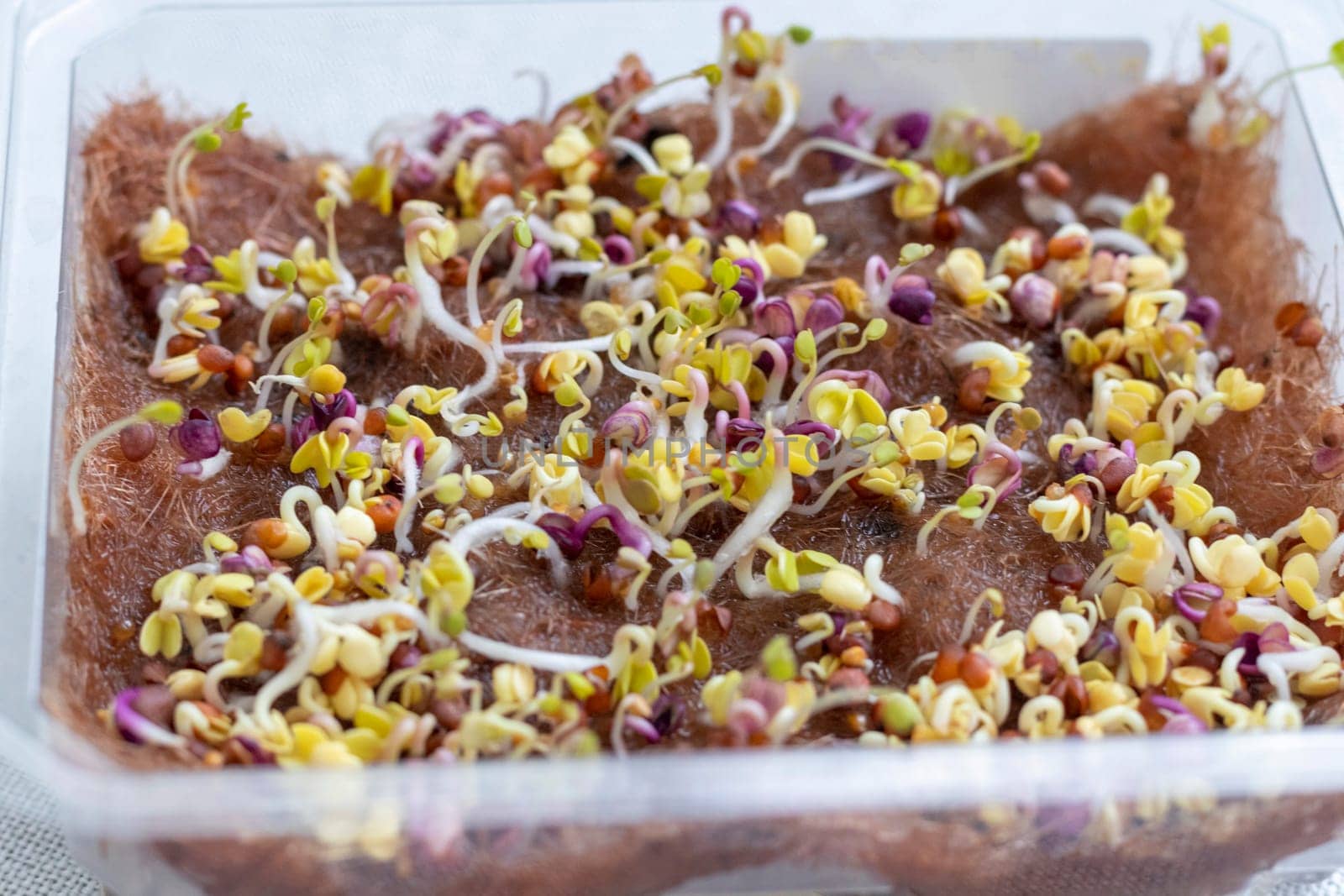 Freshly sprouted shoots of micro greens in the plastic container