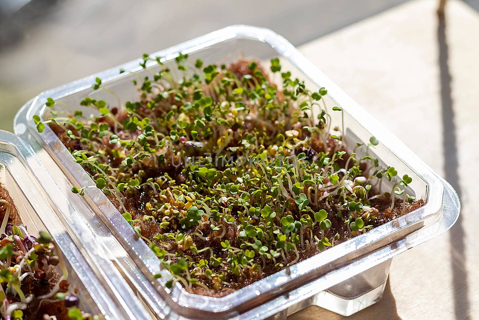 Freshly sprouted shoots of micro greens in the plastic container on the jute mat