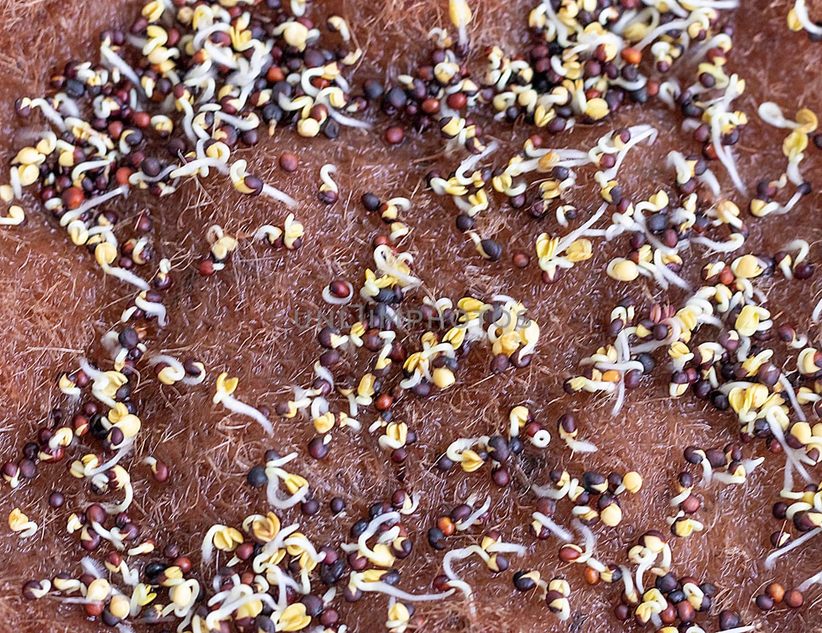 Freshly sprouted shoots of micro greens on the jute mat