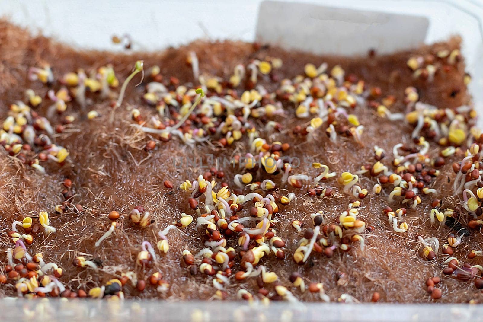 Freshly sprouted shoots of micro greens in the plastic container on the jute mat