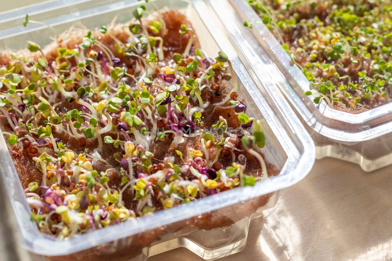Freshly sprouted shoots of micro greens in the plastic container on the jute mat
