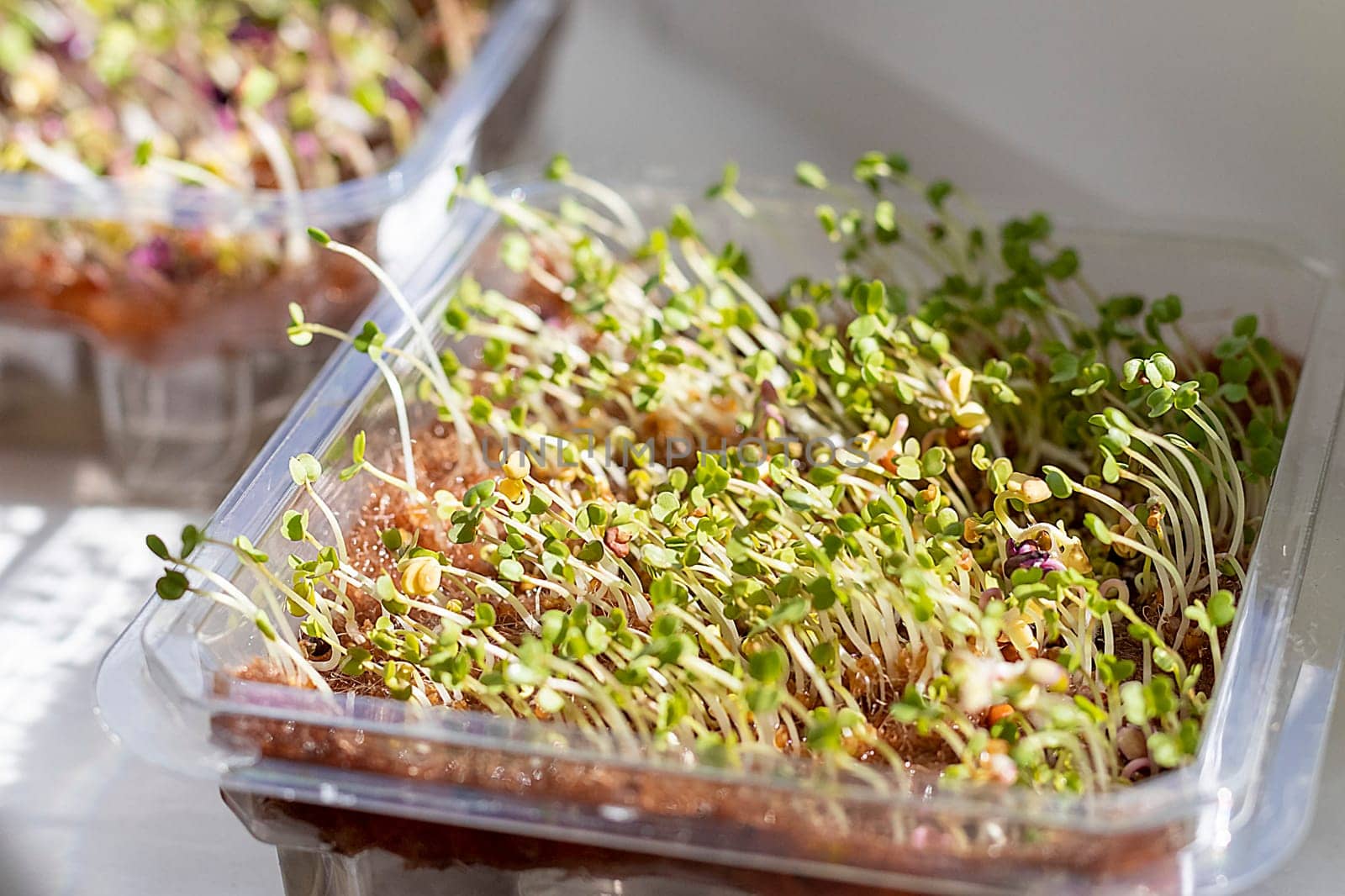 Freshly sprouted shoots of micro greens in the plastic container on the jute mat