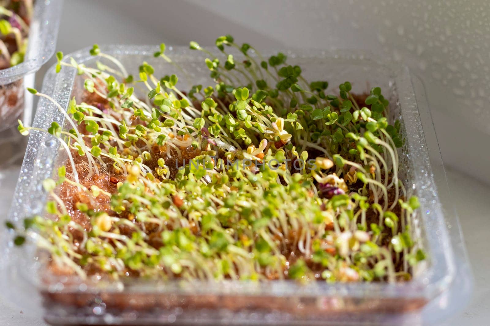 Freshly sprouted shoots of micro greens in the plastic container on the jute mat