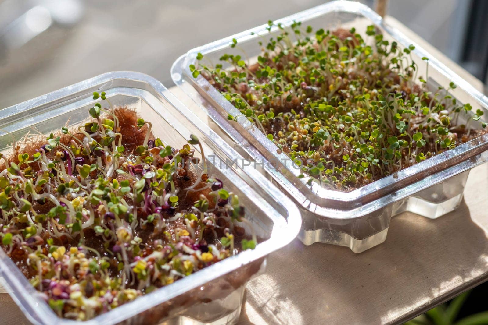 Freshly sprouted shoots of micro greens in the plastic container on the jute mat
