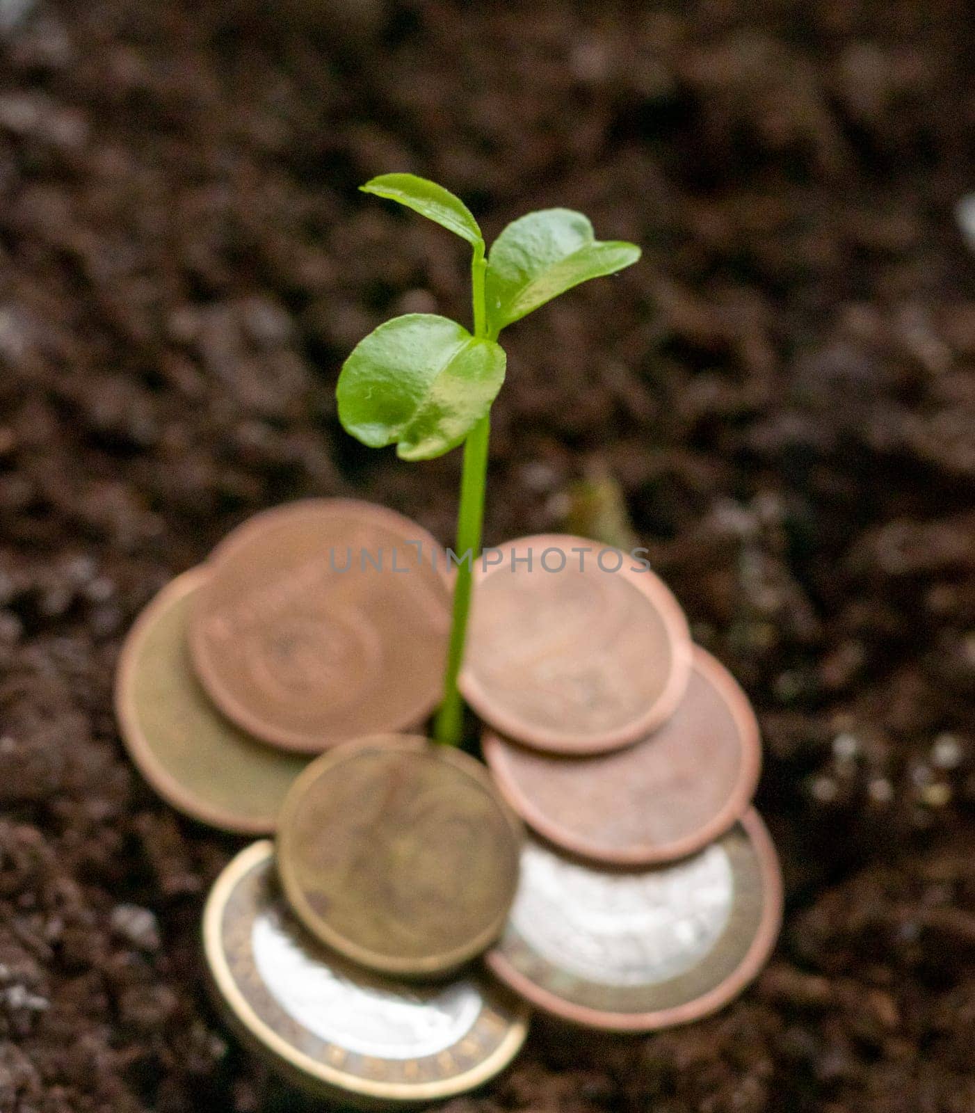 Just sprouted trough the different metal coins green shoot