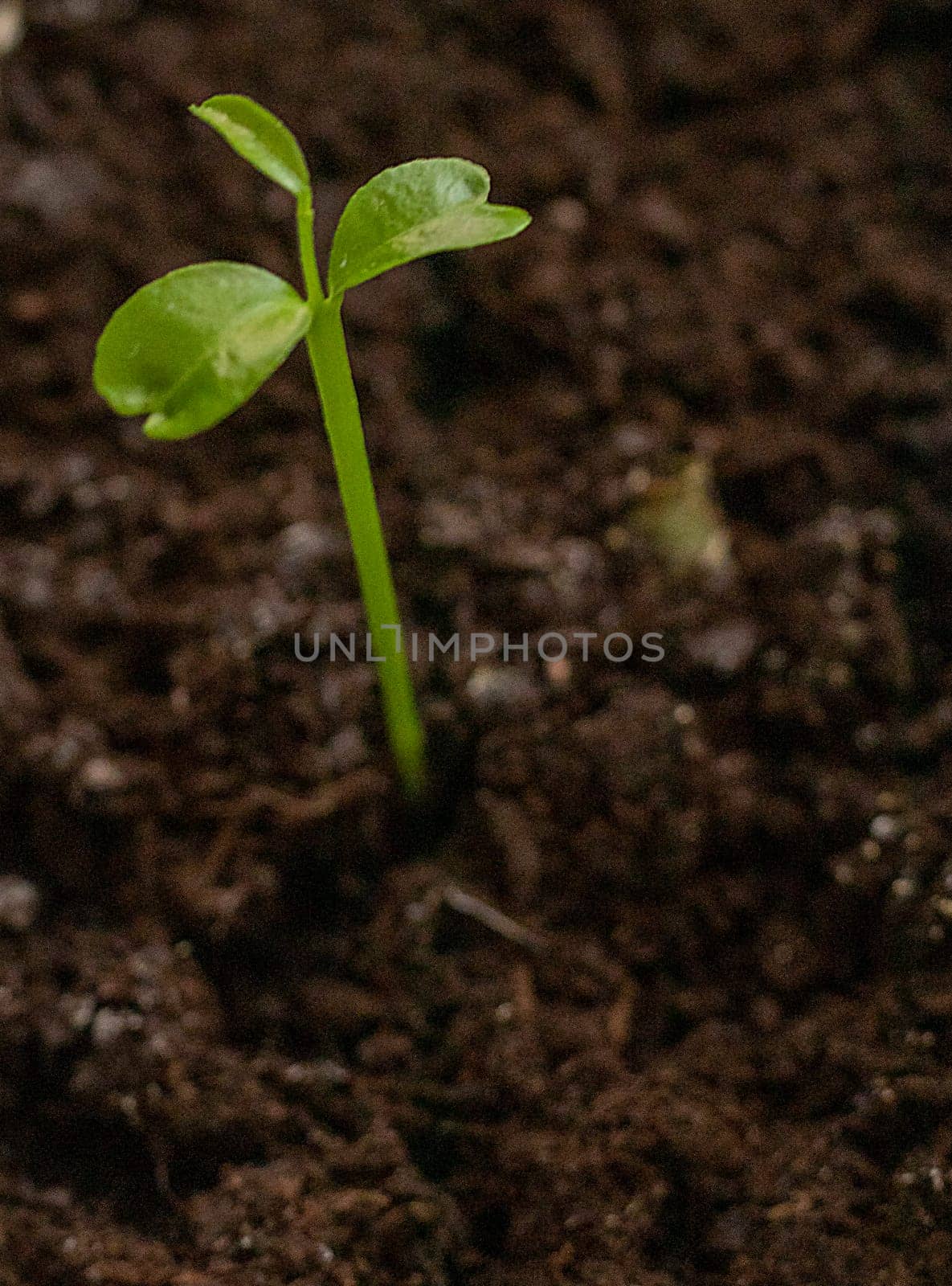 Just sprouted green shoot on the dark soil