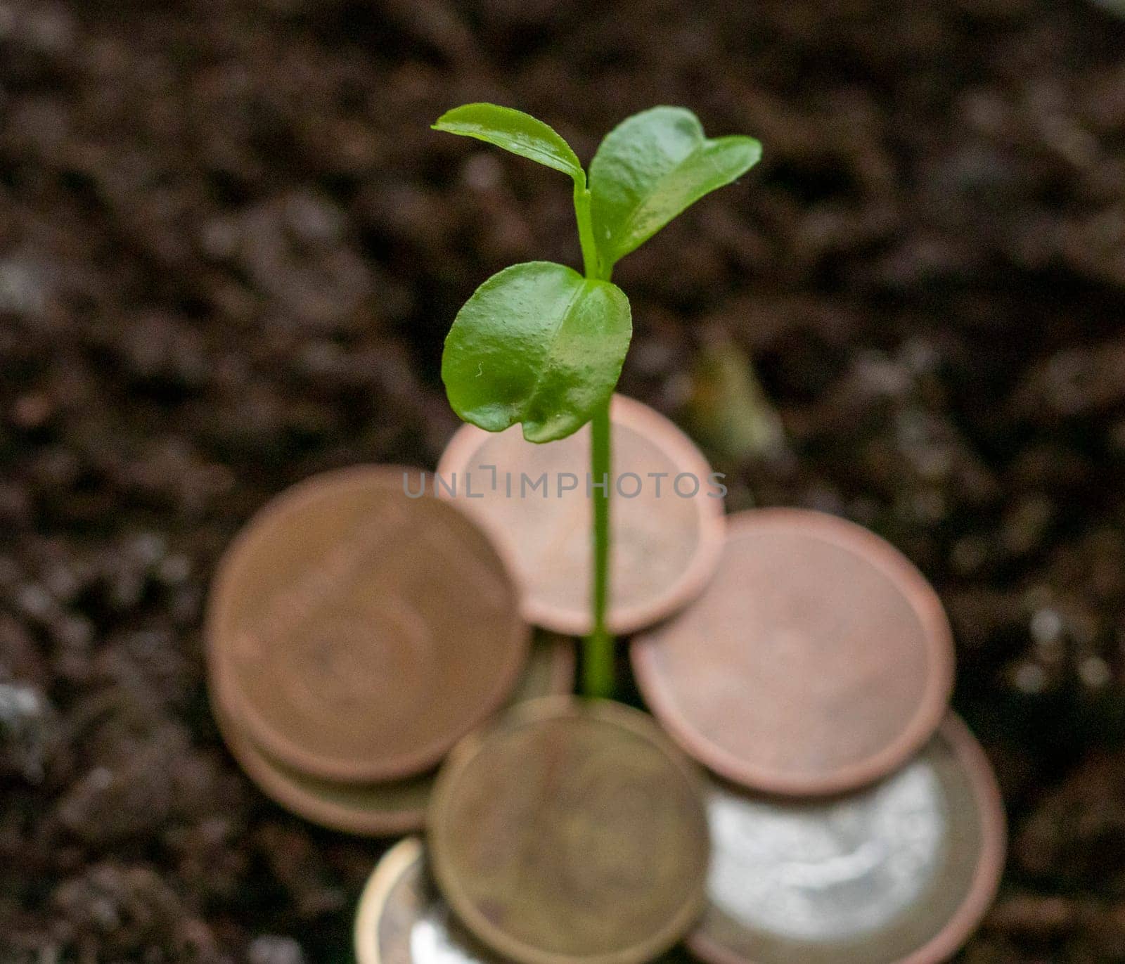 Just sprouted trough the different metal coins green shoot