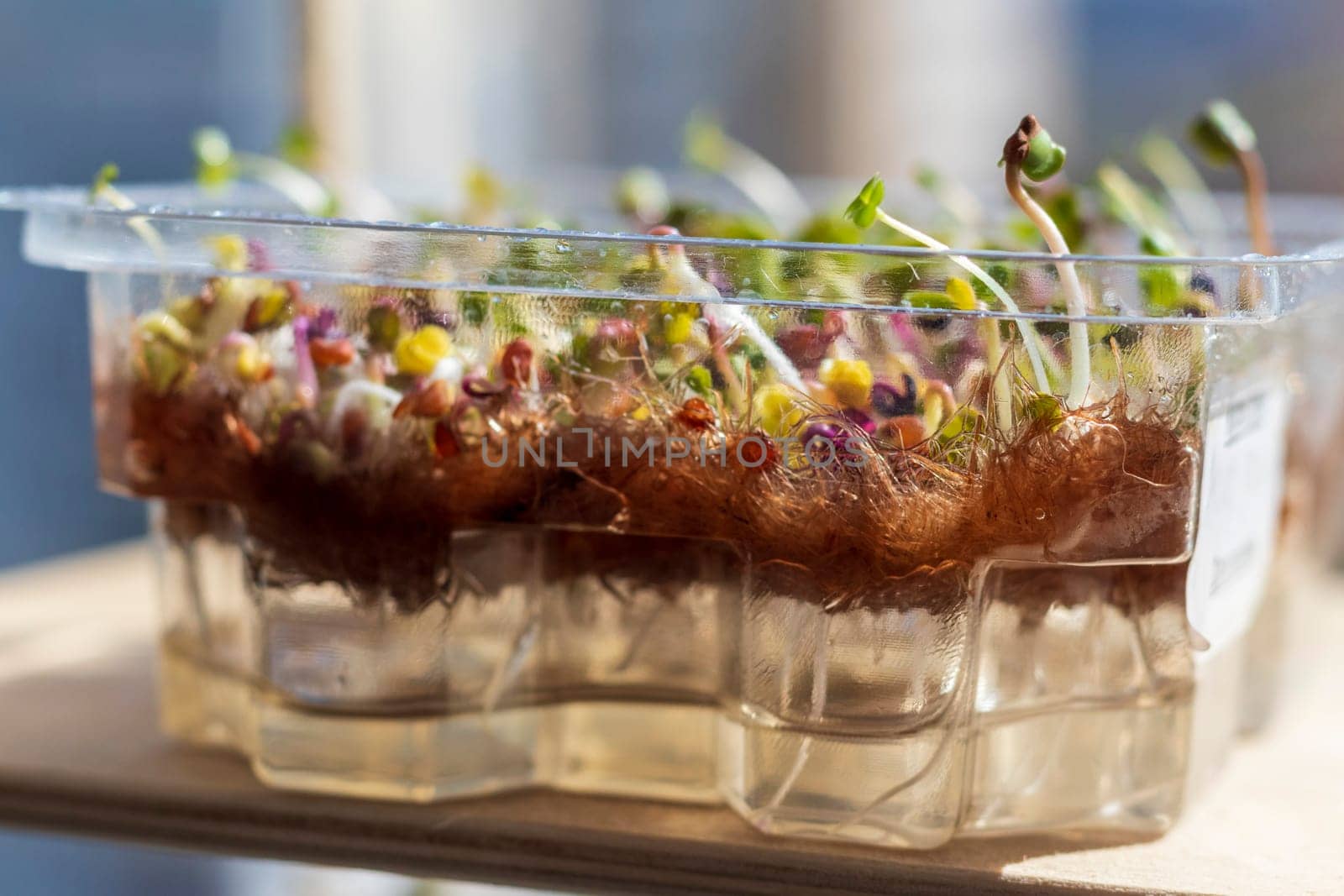Freshly sprouted shoots of micro greens in the plastic container on the jute mat