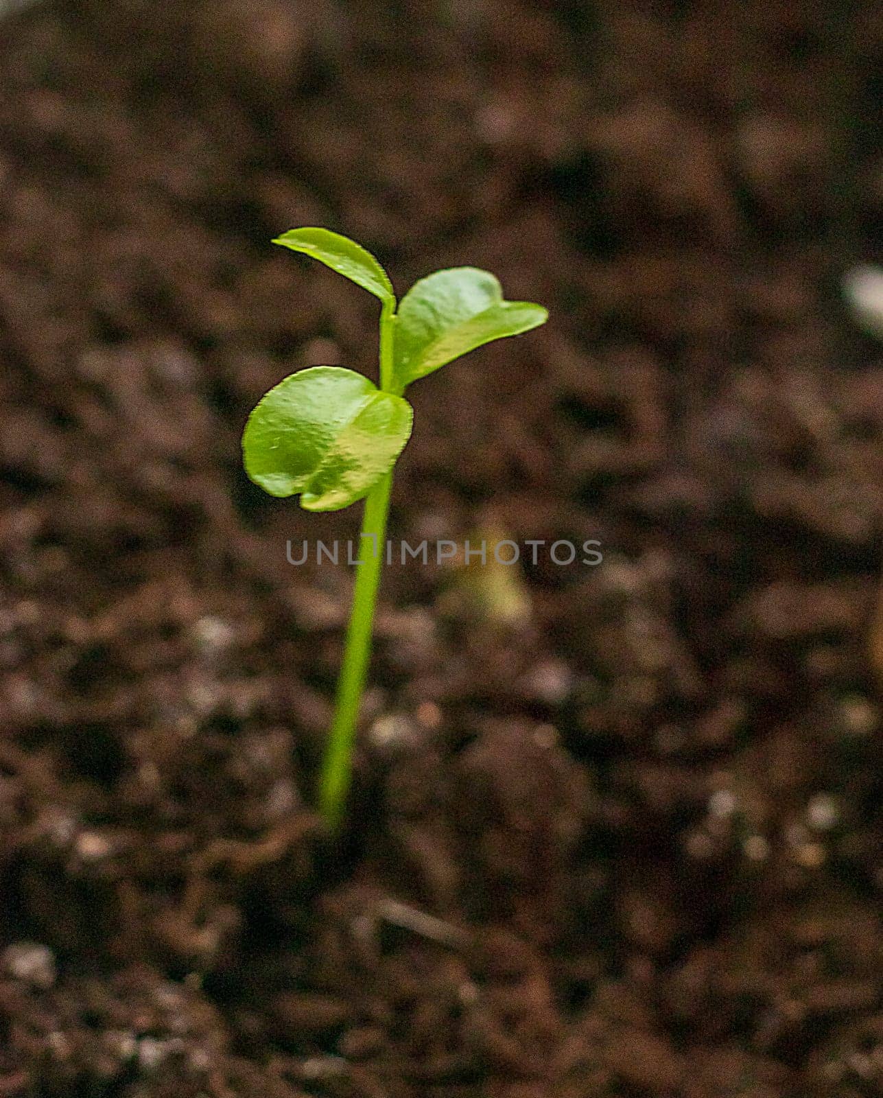 Just sprouted green shoot on the dark soil