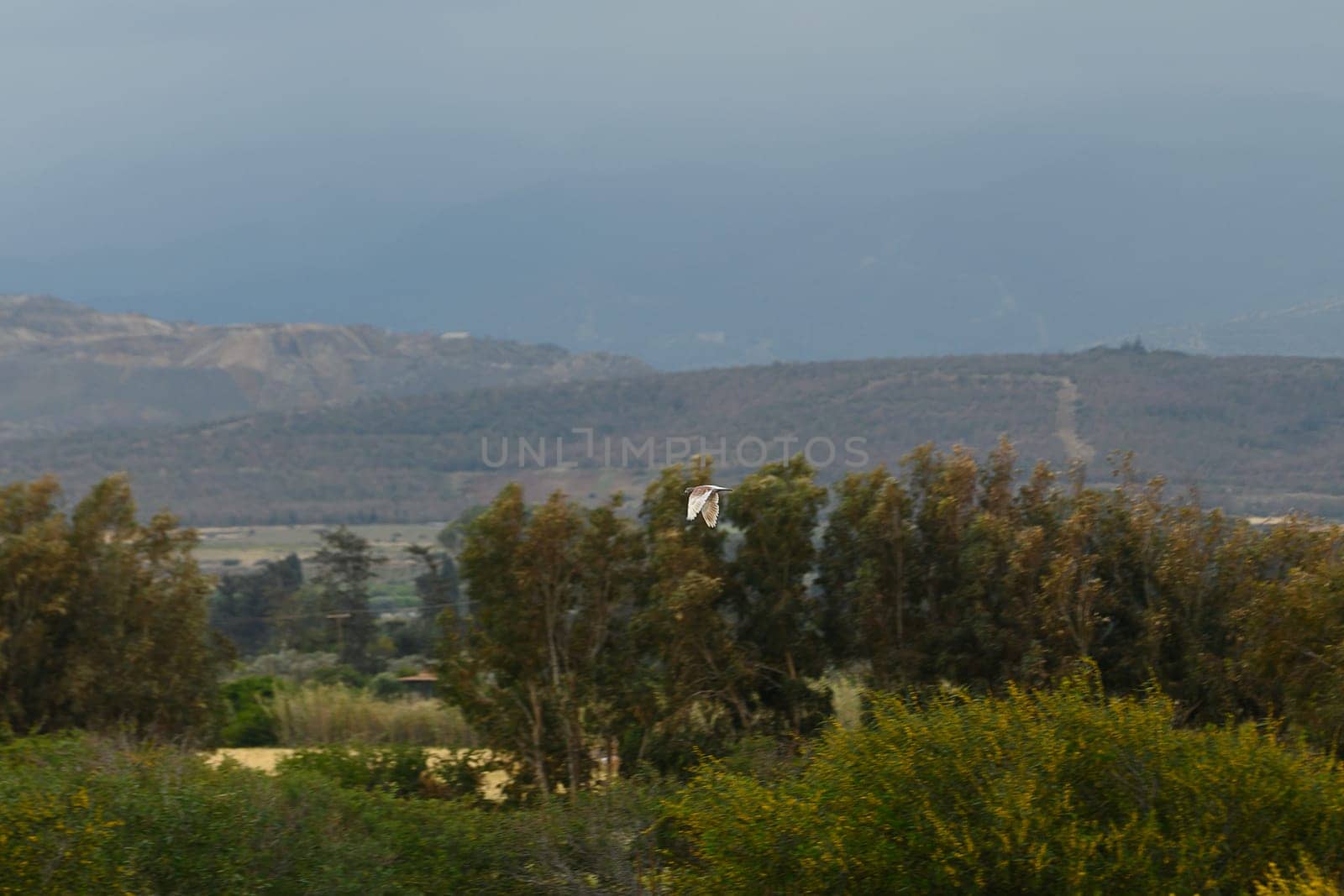 A lone bird soars gracefully above vibrant greenery, set against a backdrop of rolling hills and a moody sky. The tranquility of this outdoor scene captures the beauty of nature.