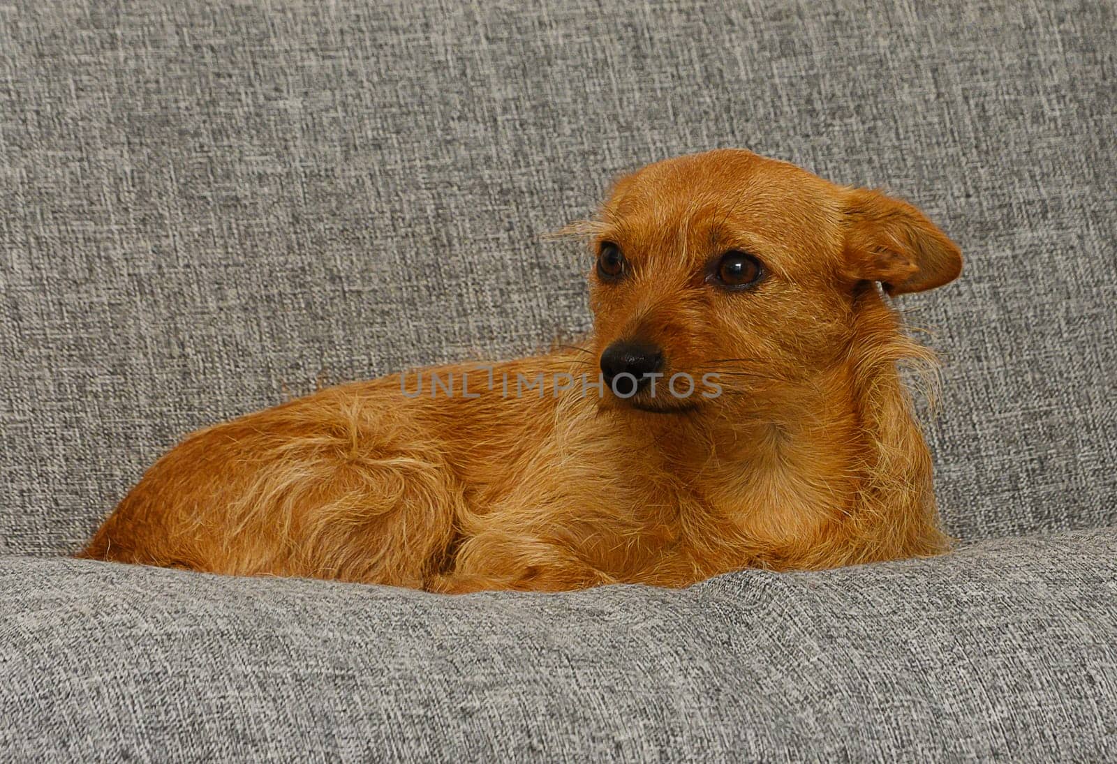 A small, fluffy tan dog rests gracefully on a soft grey sofa, gazing thoughtfully to the side. The warm ambiance enhances the dog's inviting, playful demeanor as it enjoys a peaceful moment.