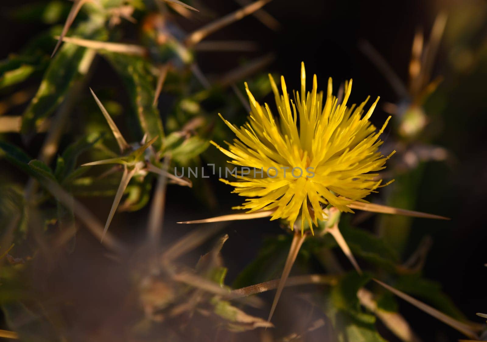 In the heart of nature, a striking yellow flower emerges boldly from a backdrop of sharp thorns, basking in the warm glow of the afternoon sun, showcasing resilience and beauty.