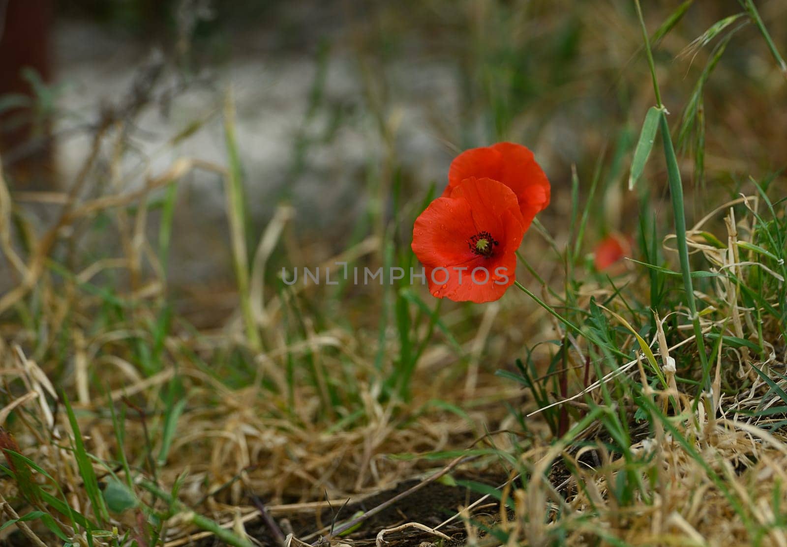 Bright red poppies rise elegantly from the golden grasses of a serene meadow. Sunlight filters through, illuminating their delicate petals and highlighting nature's beauty in the warm afternoon.