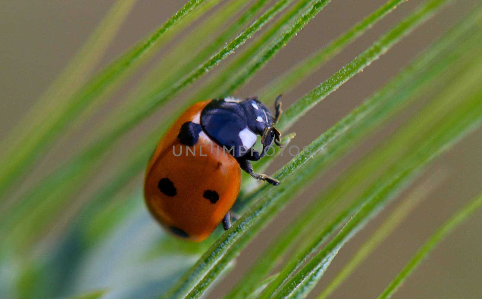 A vibrant ladybug with striking red and black spots navigates through lush green grass, basking in warm sunlight. Nature's intricate details come to life.