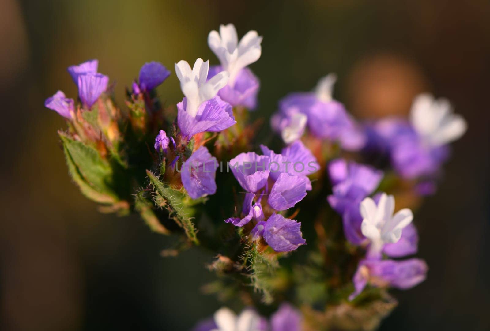 Delicate purple and white flowers bloom gracefully in a tranquil garden. The soft morning light captures their vibrant colors, creating a peaceful atmosphere filled with nature's artistry.