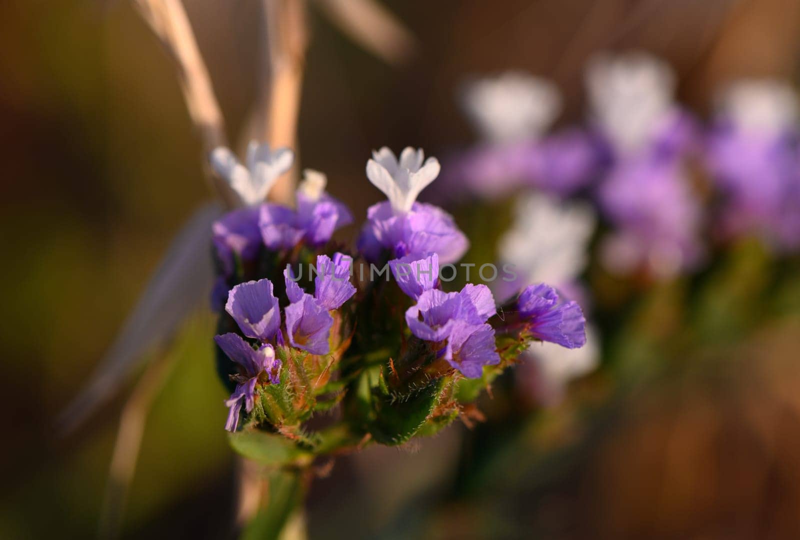 A cluster of purple and white wildflowers stands proudly, basking in the warm afternoon light. The scene captures the delicate beauty and tranquility of nature, inviting calmness and reflection.