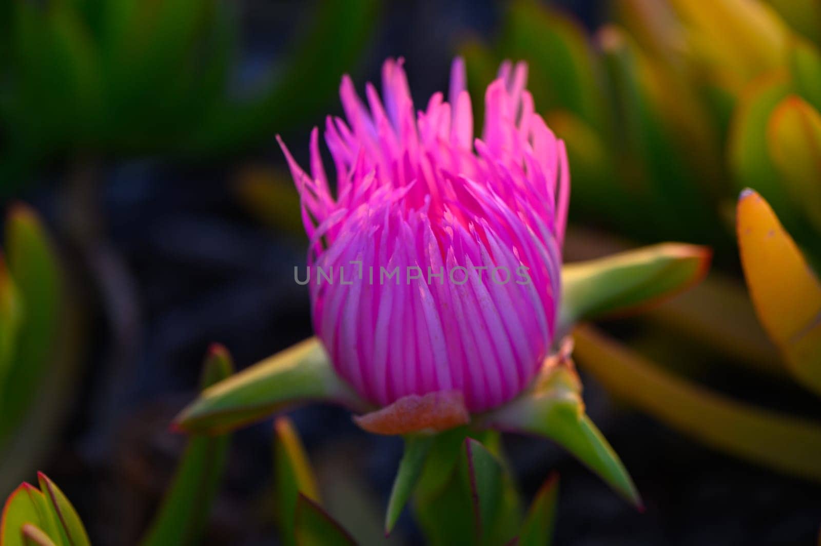 Delicate strands of a vivid pink flower rise gracefully above lush greenery, capturing the serene beauty of twilight in a tranquil garden setting, showcasing nature's artistry.