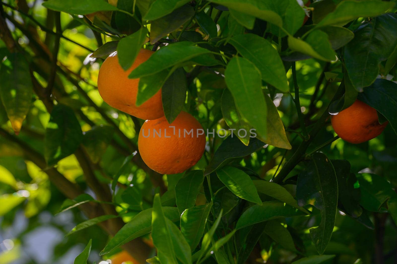 Golden oranges dangle enticingly from verdant foliage, illuminated by warm sunlight filtering through leaves. A peaceful moment capturing nature's abundance in a thriving orchard.