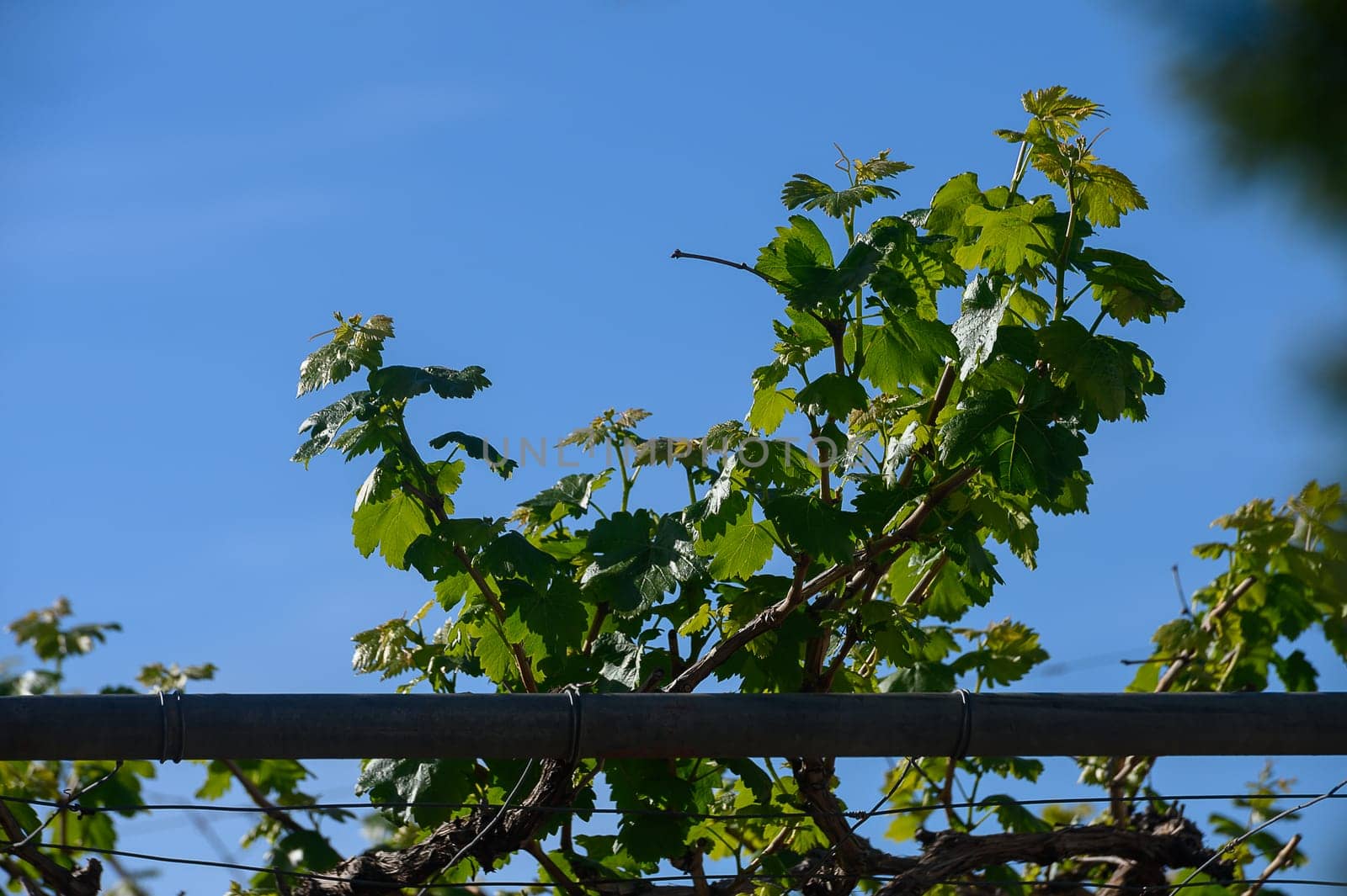 Vibrant green leaves of grapevines clamber over trellises, reaching toward a clear blue sky. The lush vineyard thrives in the warm midday sun, showcasing nature's beauty.