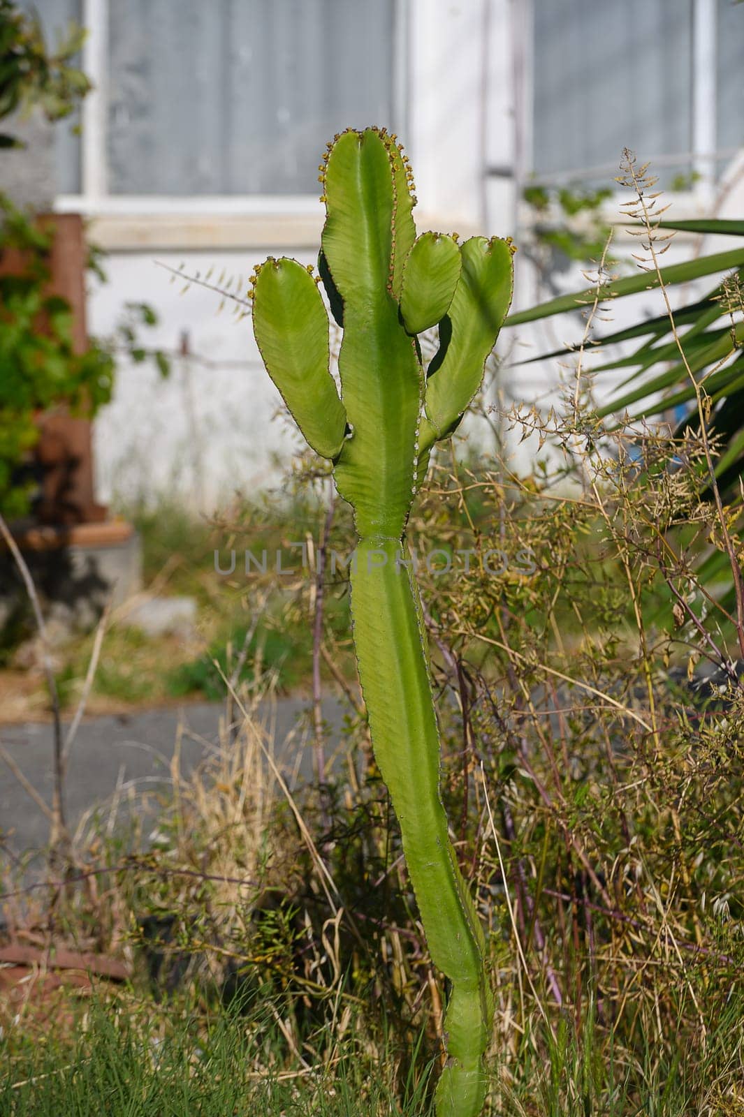 A slender cactus reaches upward under the sun, showcasing its vibrant green color against a backdrop of dry grasses and a quaint house. Nature thrives in this serene urban space.