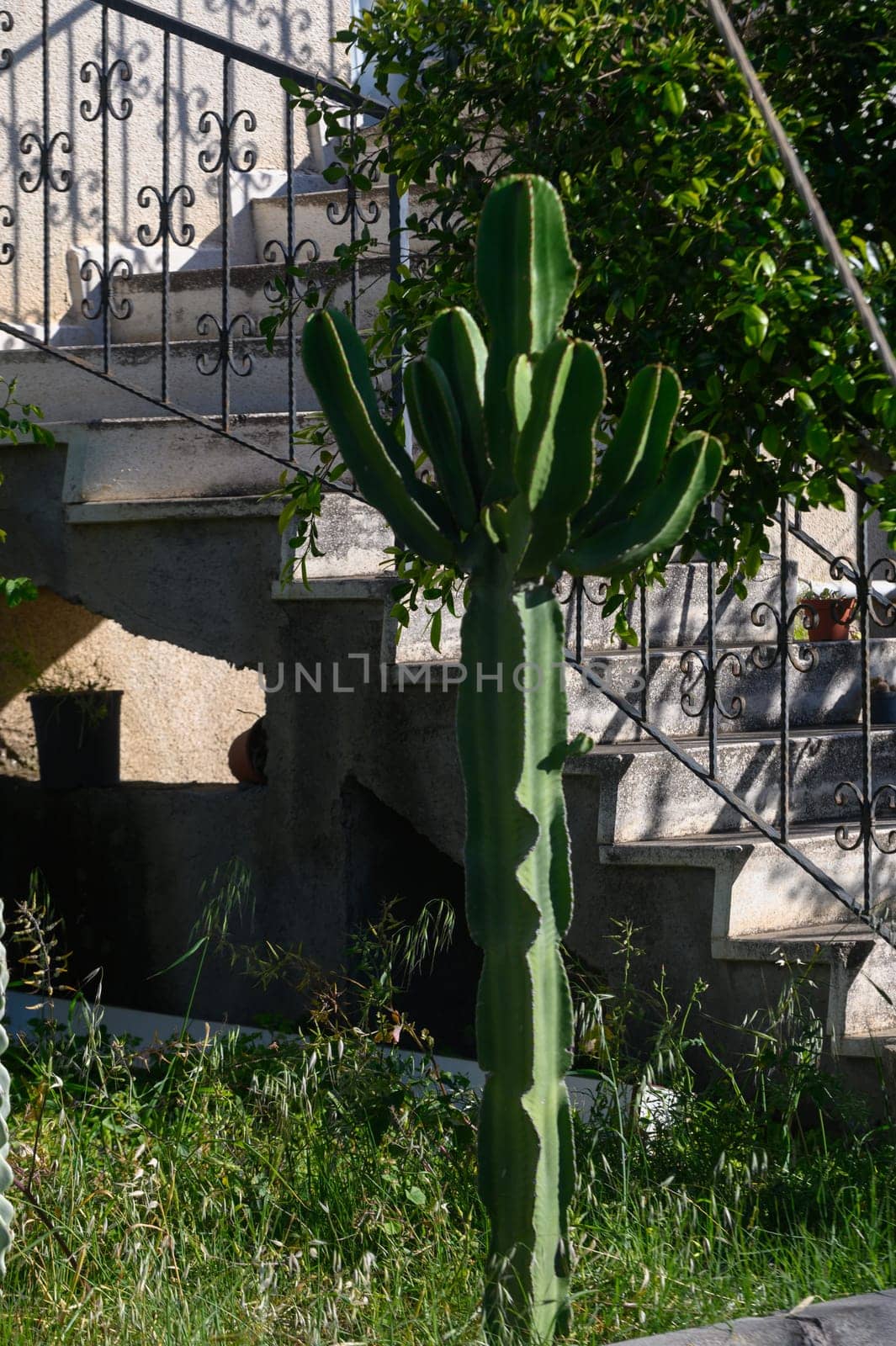A towering cactus with multiple arms rises gracefully in a verdant garden, adjacent to an ornate stairway that adds charm to the landscape, all illuminated by warm sunlight.