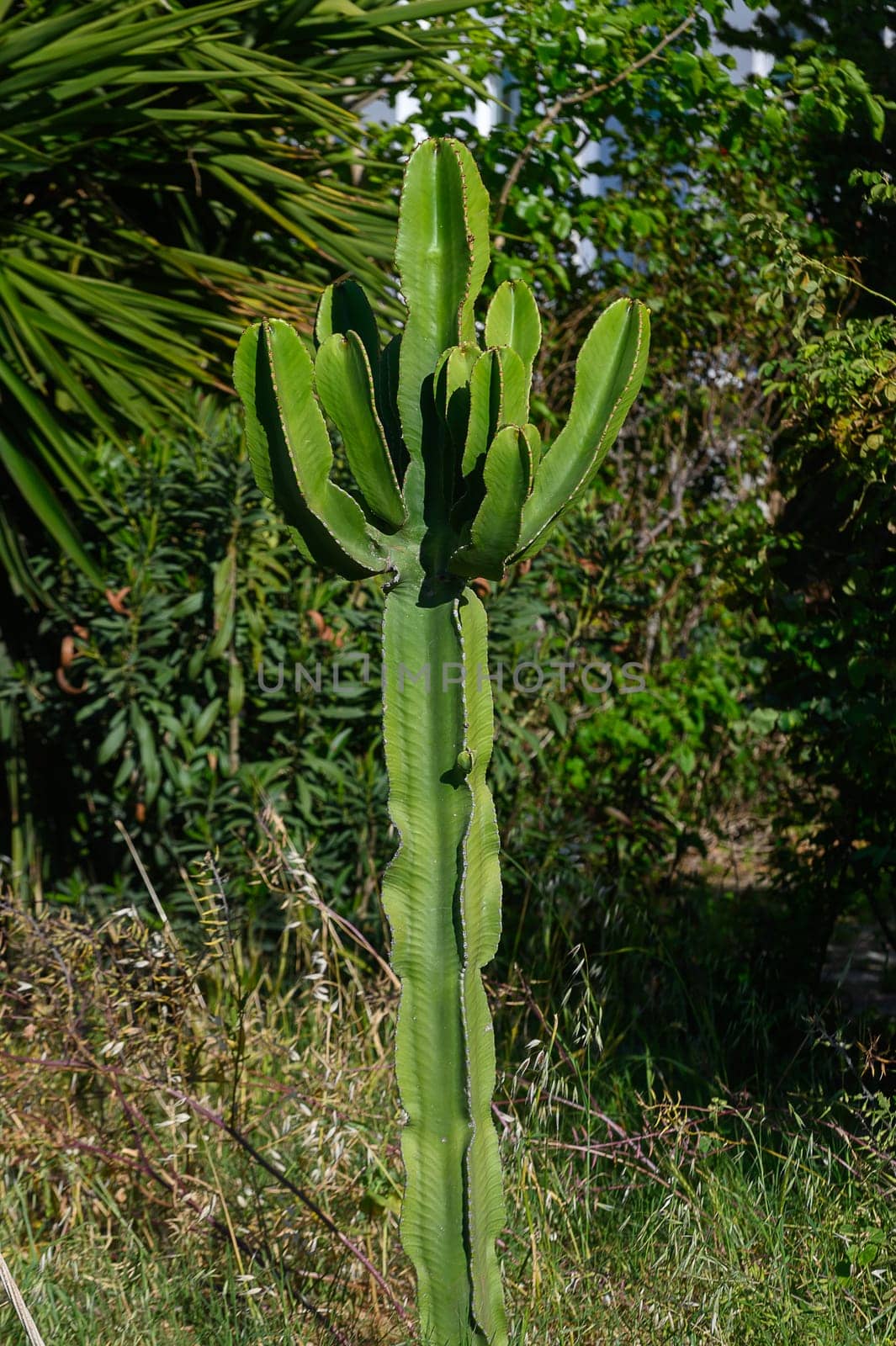In a vibrant garden bathed in sunlight, a tall and striking cactus reaches for the sky. Surrounded by diverse greenery, the scene depicts nature's beauty and resilience, inviting admiration.
