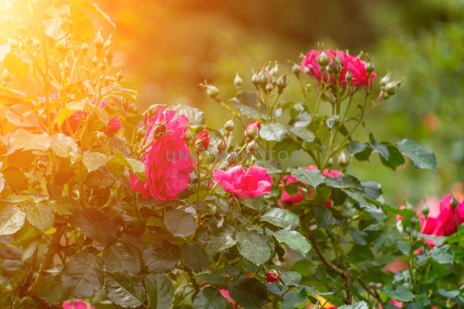 Sunlit roses bloom with green leaves. The pink flowers grow on a bush in soft light.
