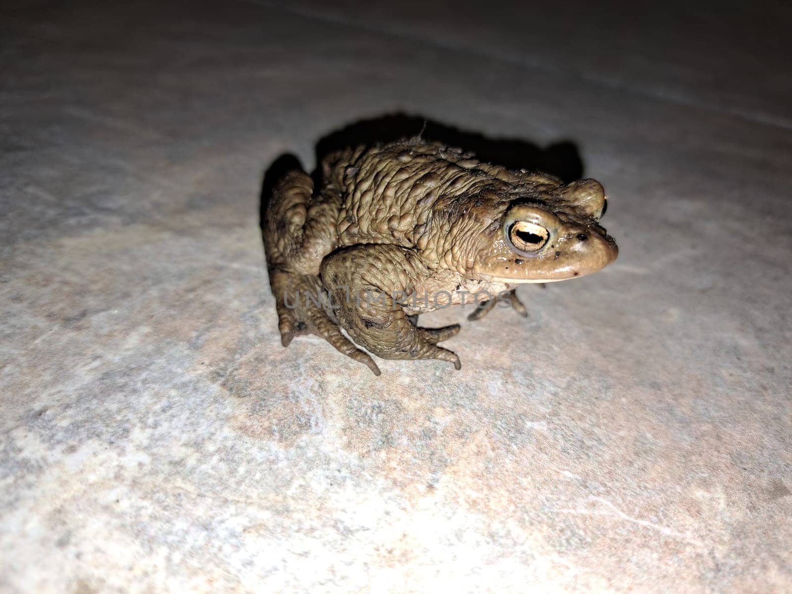 Erdkröte (Bufo bufo) überquert die Terrasse zum nahegelgenen Gartenteich zum laichen