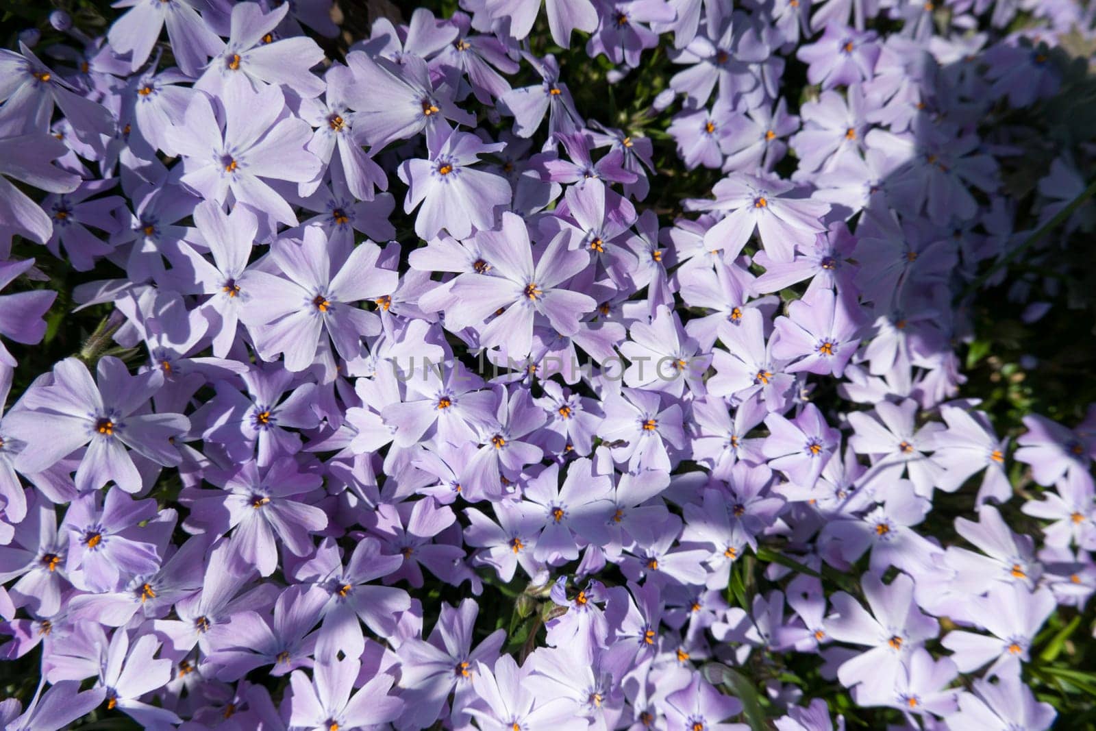 Polster-Phlox (Phlox subulata), auch Polsterphlox oder Teppich-Phlox, lila Kultivar im Blumenbeet