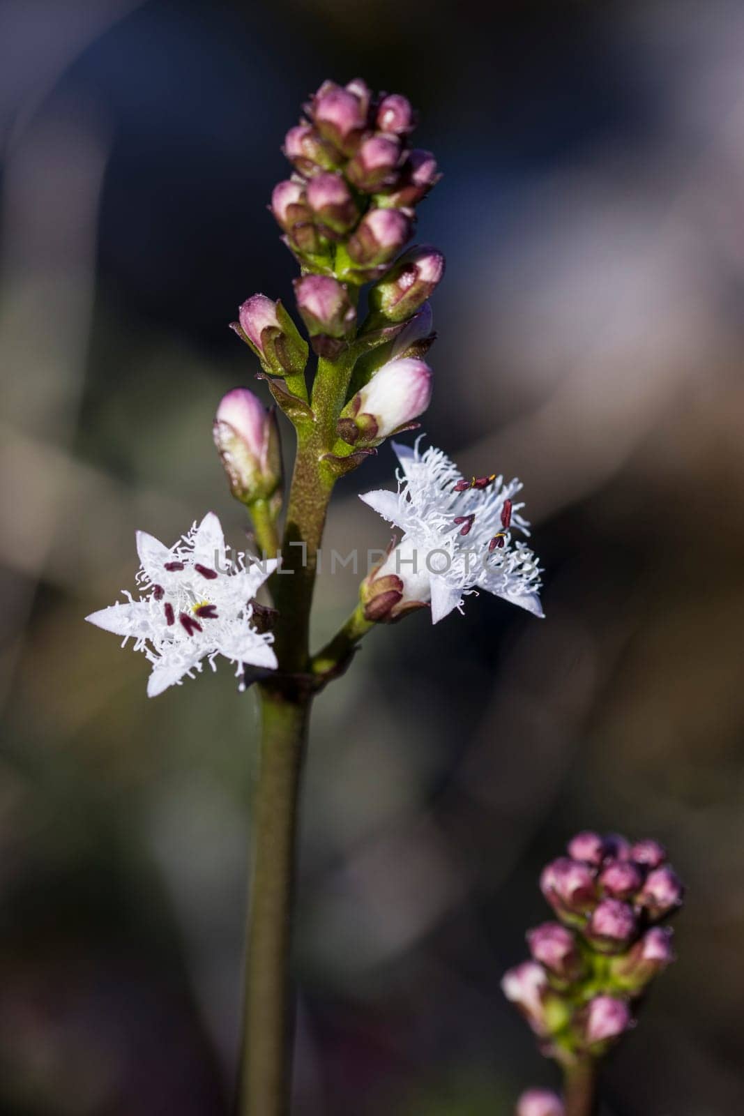 Blüten des Fieberklee (Menyanthes trifoliata) im Gartenteich