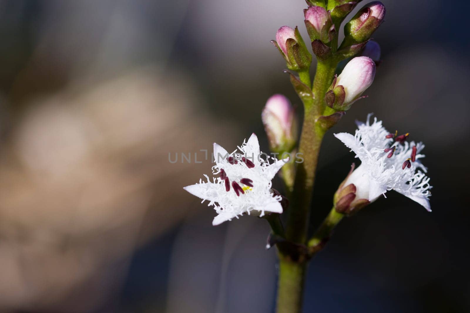 Blüten des Fieberklee (Menyanthes trifoliata) im Gartenteich