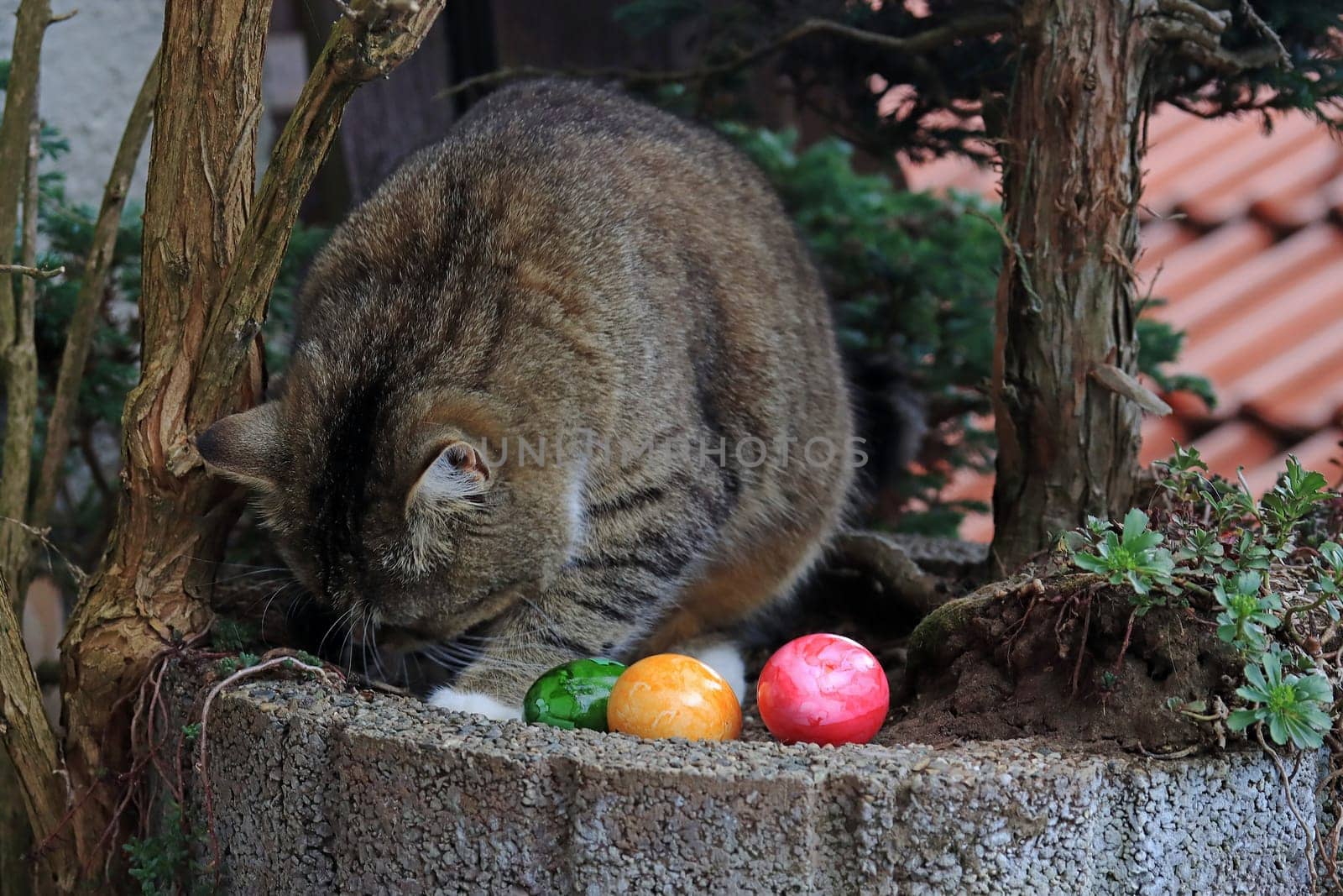 A cat wants to hide colorful Easter eggs and bury them in the ground