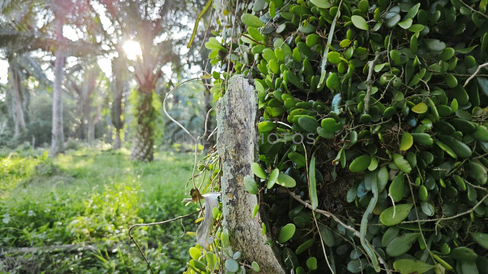 image of the wild species vegetation that sprout out from the tree bark.