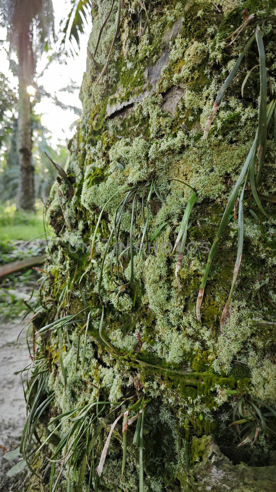 image of the wild species vegetation that sprout out from the tree bark.