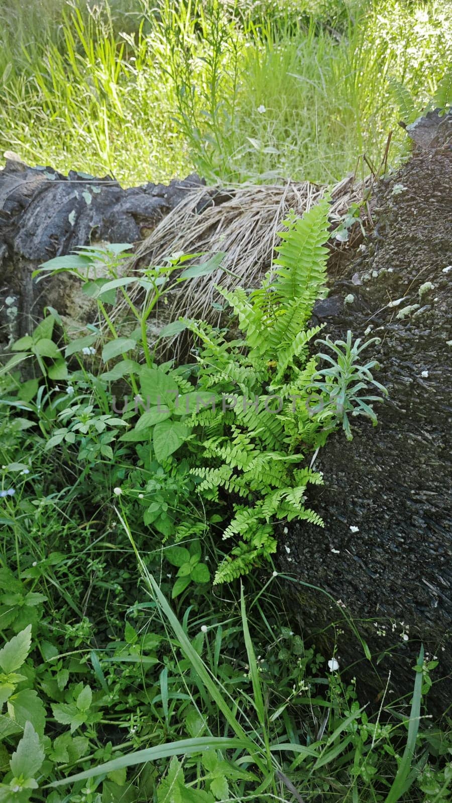 image of the wild species vegetation that sprout out from the tree bark.