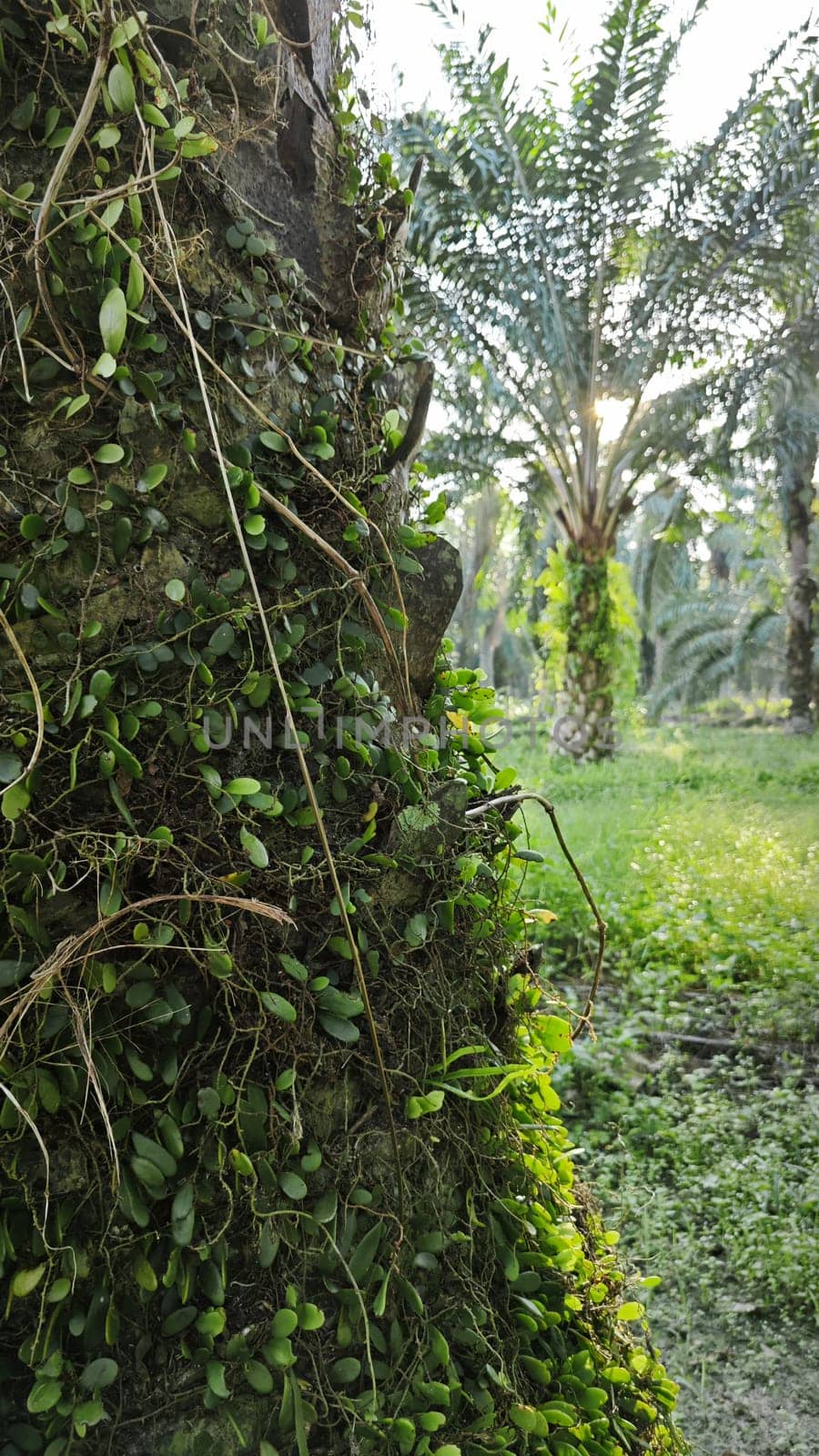 image of the wild species vegetation that sprout out from the tree bark.