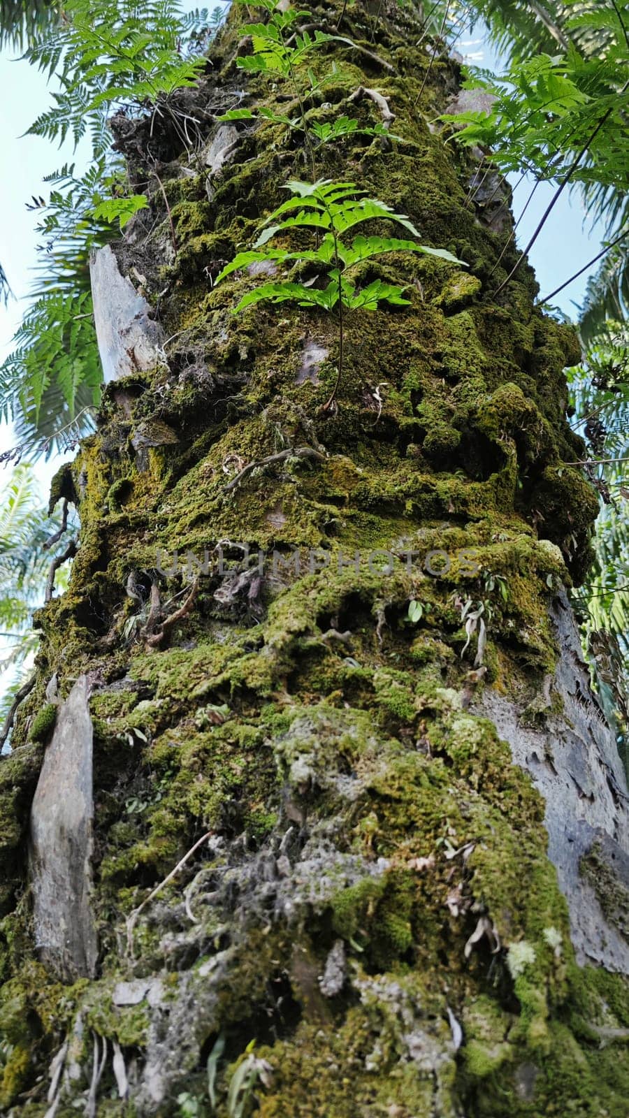 image of the wild species vegetation that sprout out from the tree bark.