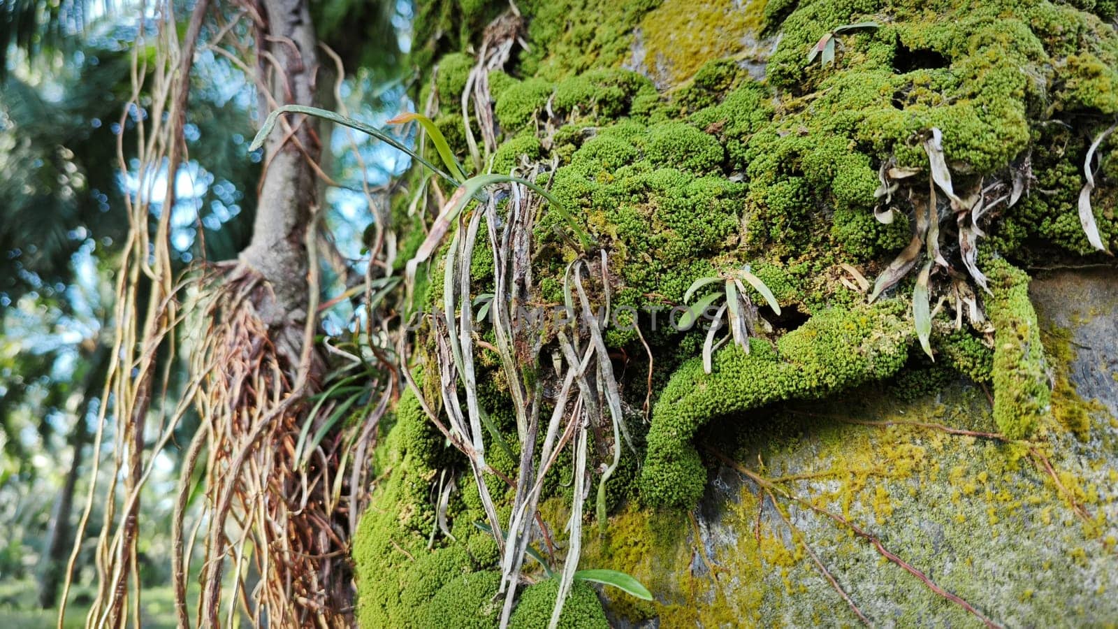 image of the wild species vegetation that sprout out from the tree bark.
