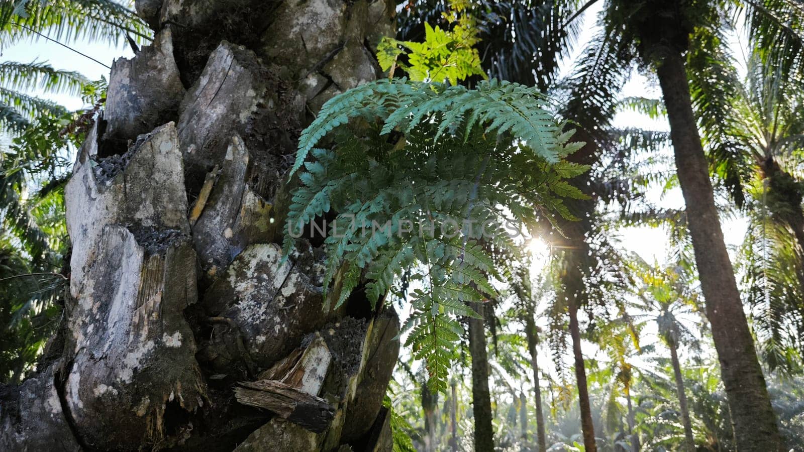 image of the wild species vegetation that sprout out from the tree bark.