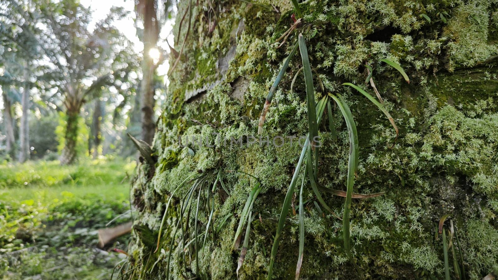 image of the wild species vegetation that sprout out from the tree bark.