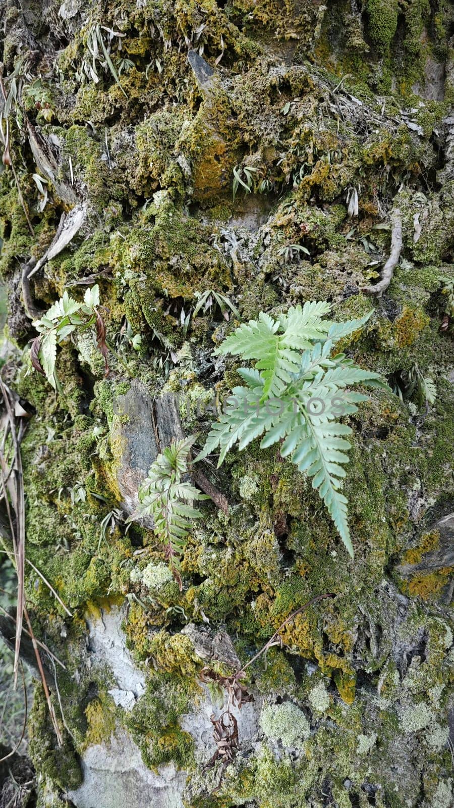 image of the wild species vegetation that sprout out from the tree bark.