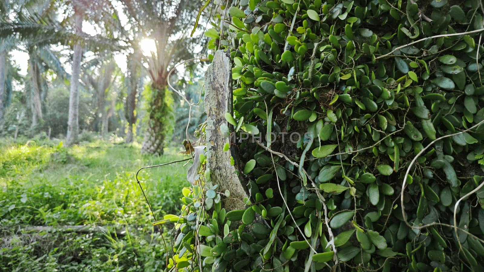 image of the wild species vegetation that sprout out from the tree bark.