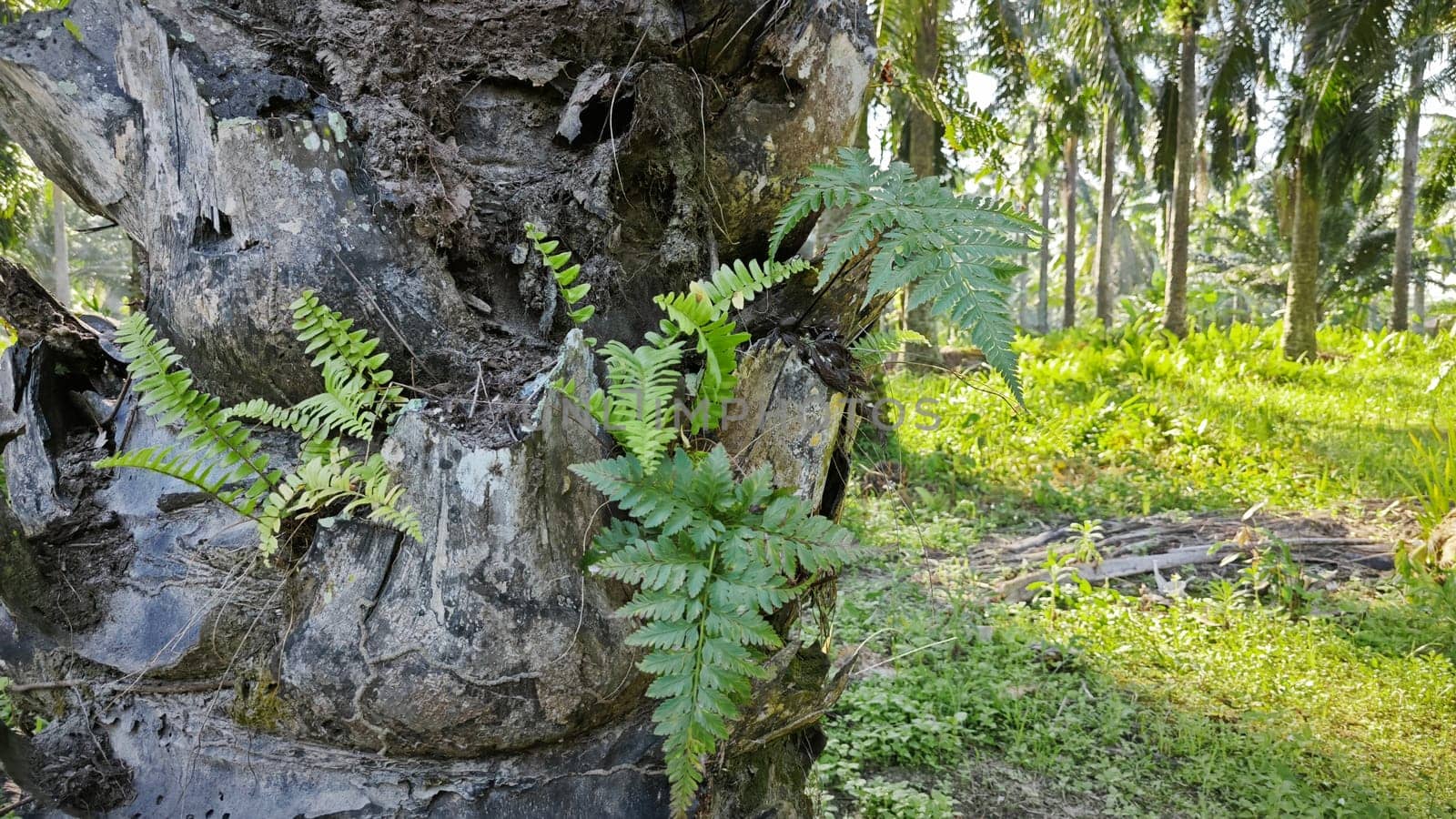 image of the wild species vegetation that sprout out from the tree bark.