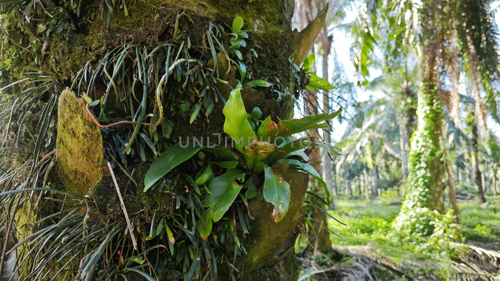 image of the wild species vegetation that sprout out from the tree bark.