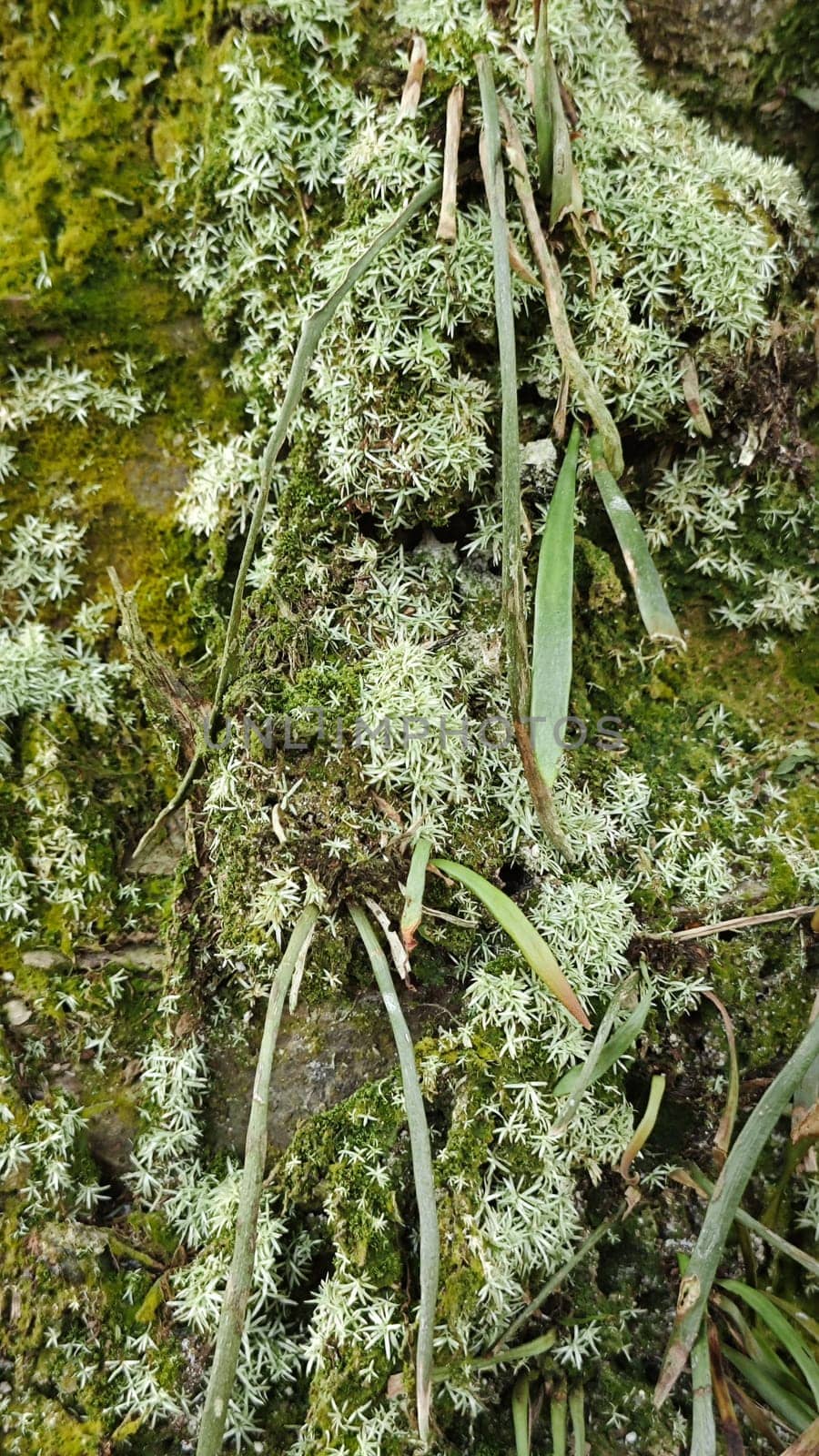 image of the wild species vegetation that sprout out from the tree bark.
