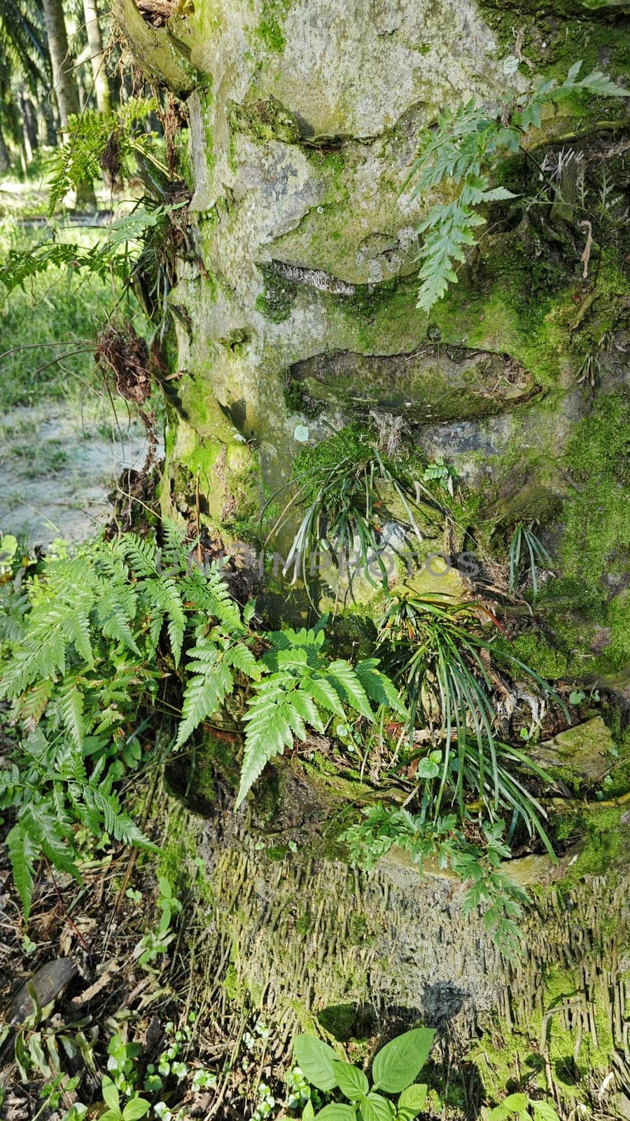 image of the wild species vegetation that sprout out from the tree bark.