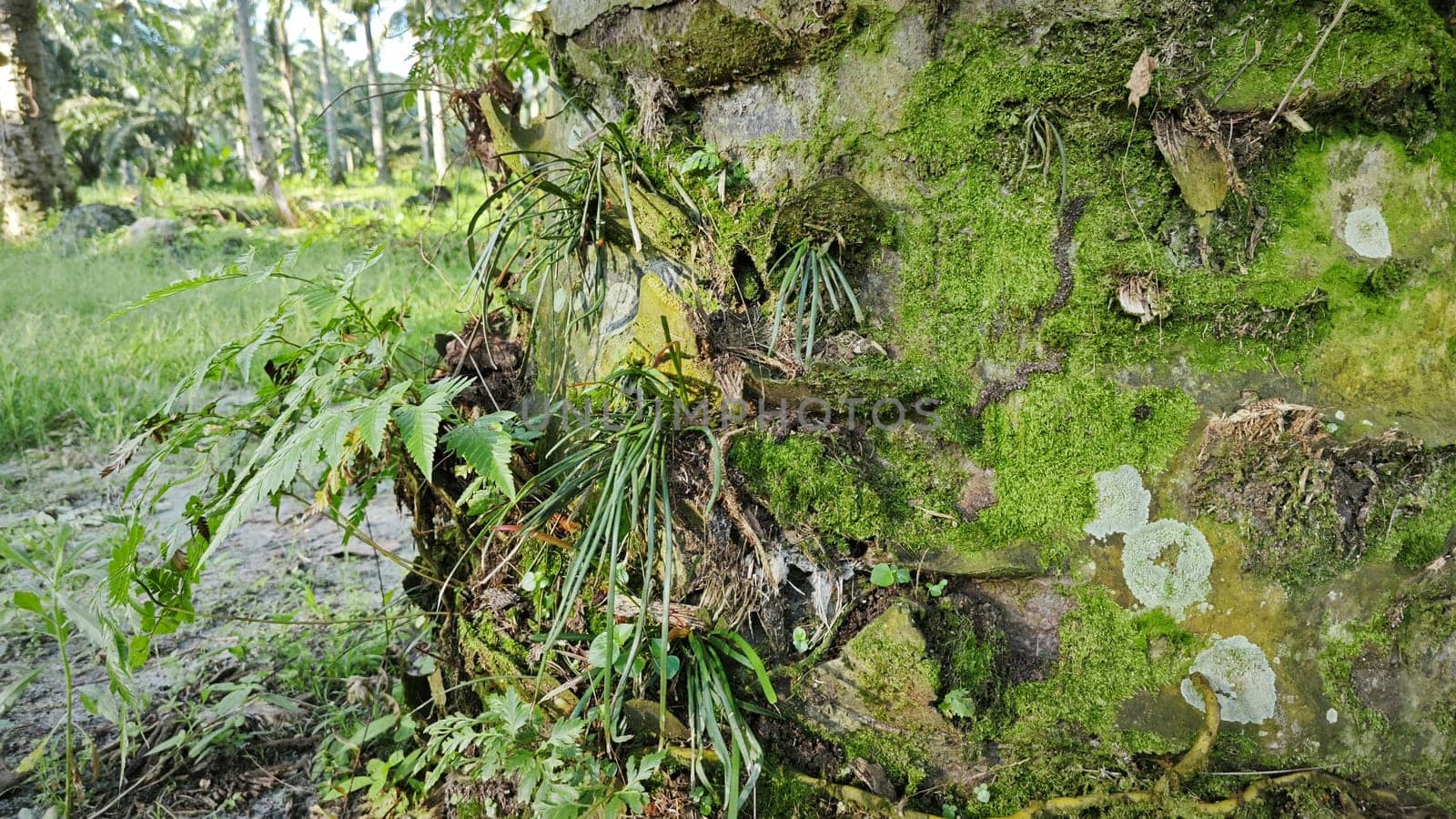 image of the wild species vegetation that sprout out from the tree bark.