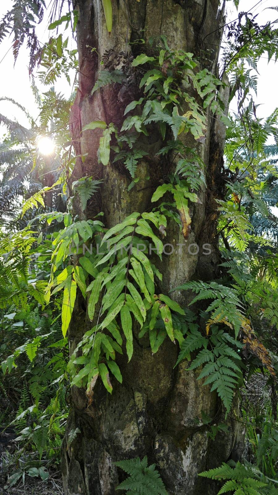 image of the wild species vegetation that sprout out from the tree bark.